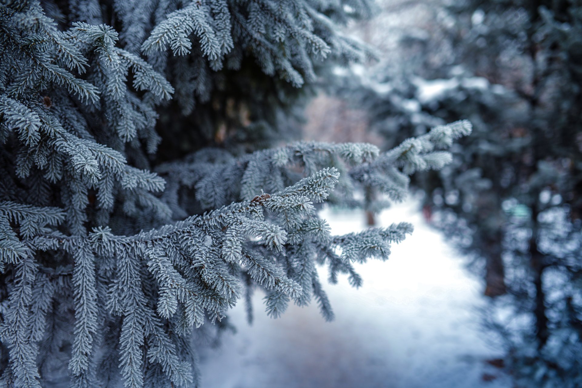 natura abete rosso pino inverno neve ramoscelli aghi