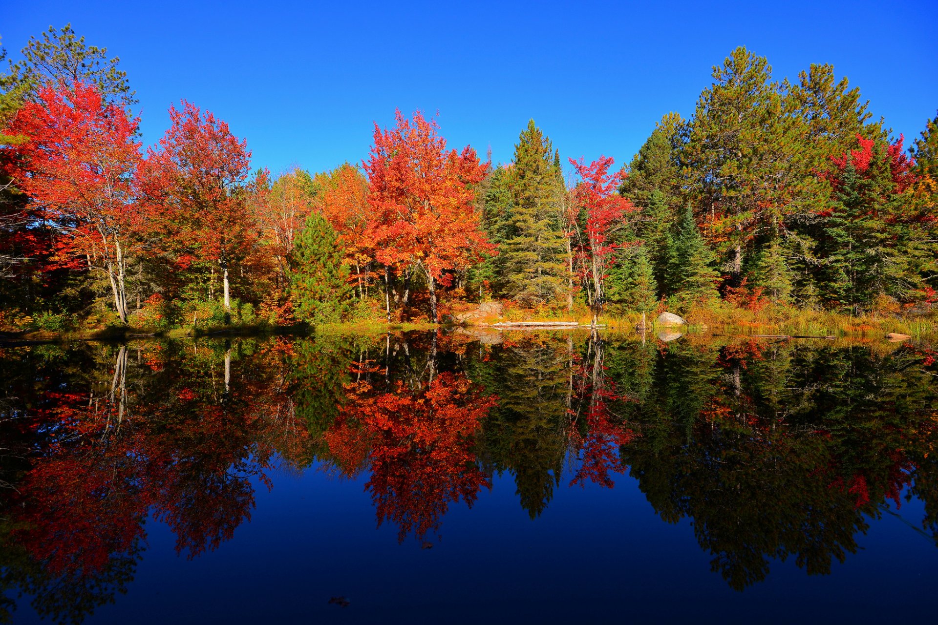 cielo foresta stagno alberi autunno riflessione