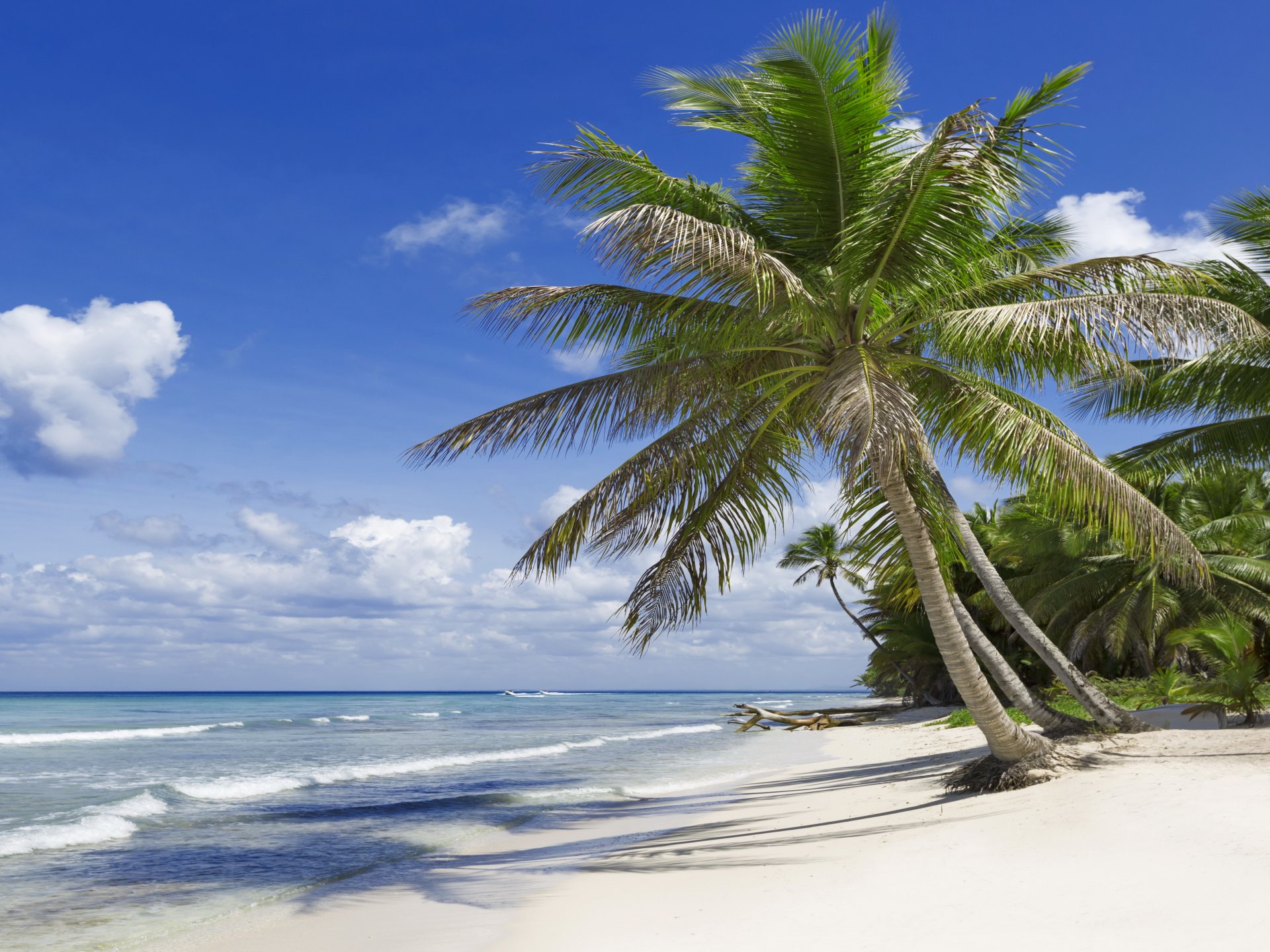 tropicale paradiso spiaggia palme mare oceano sole estate vacanze tropici sabbia spiaggia
