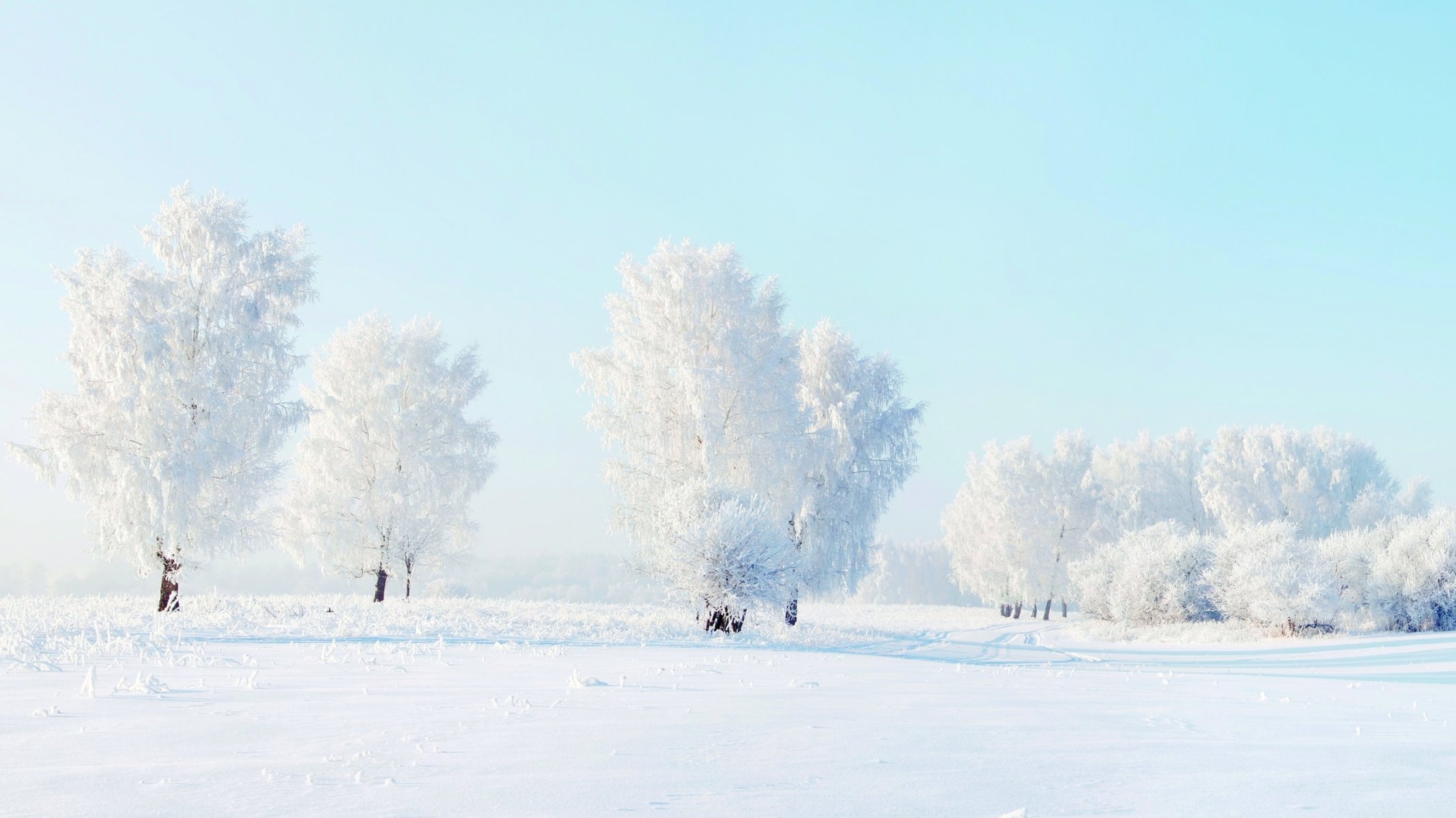 alberi neve inverno natura