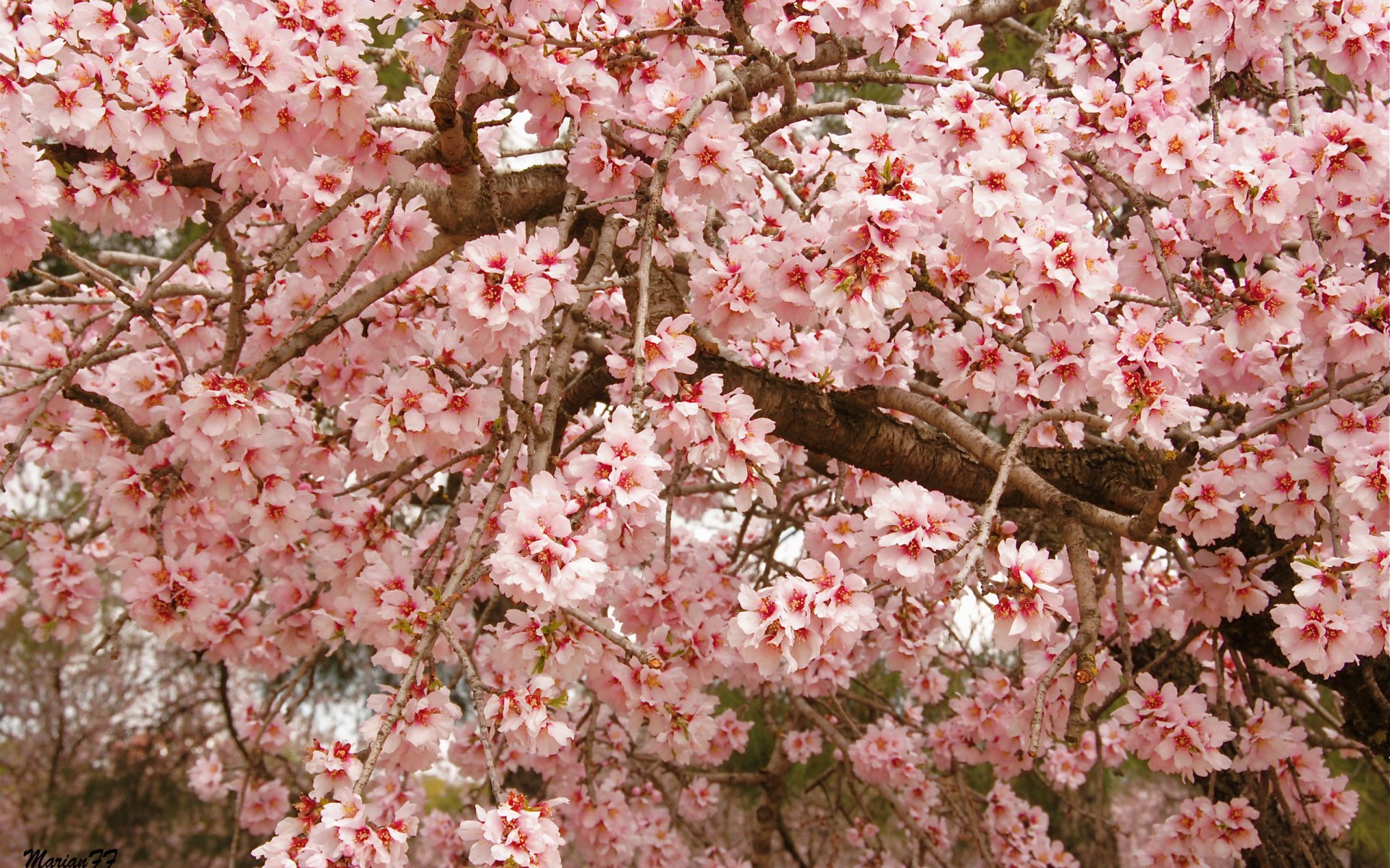 albero fioritura foglie rami