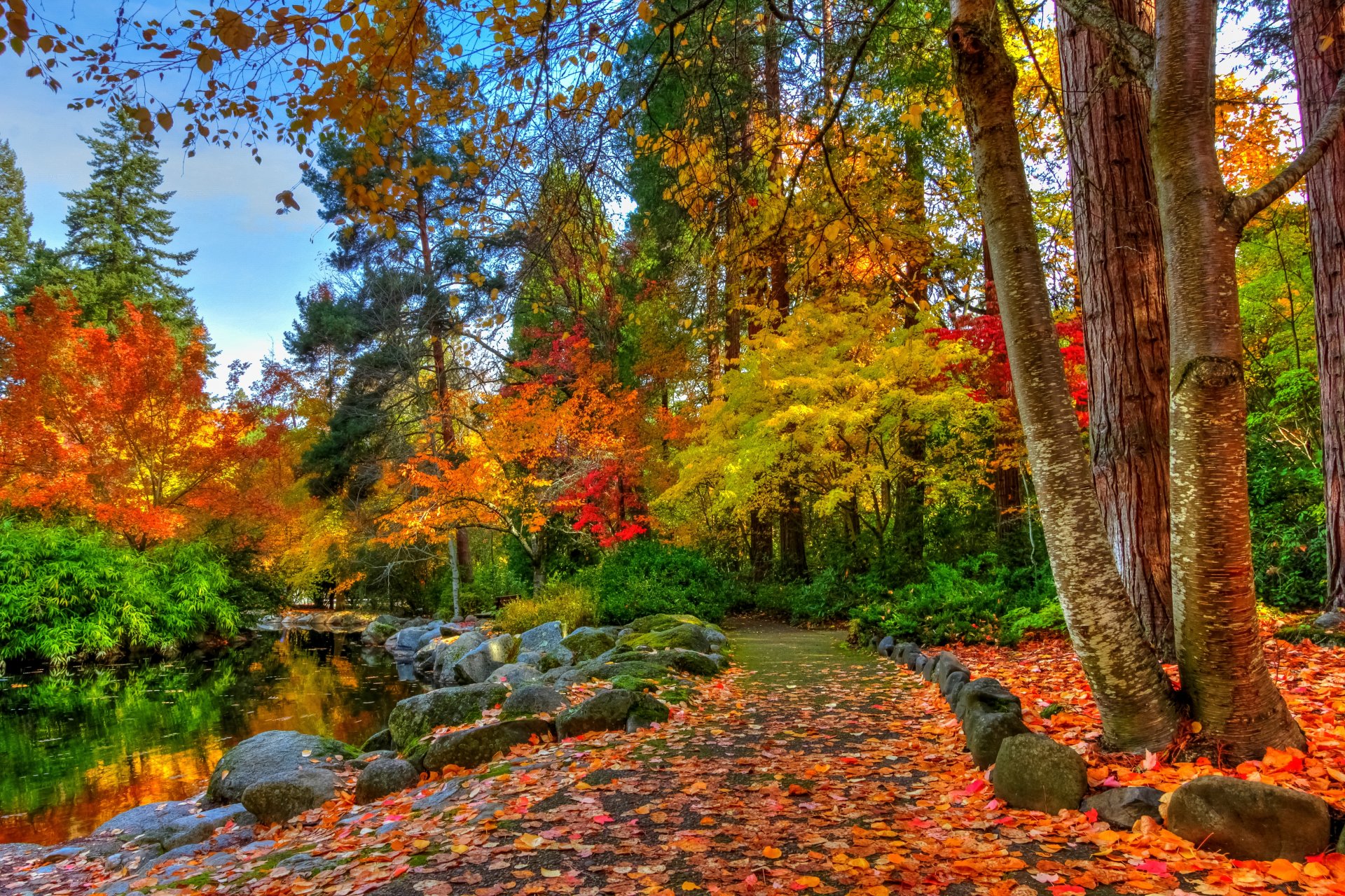 natura paesaggio foresta alberi autunno fiume autunno vista