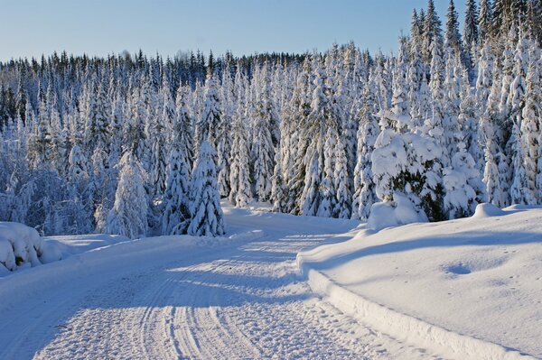 Inverno alberi nella neve e strada