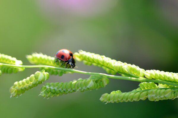 Coccinella che striscia su un filo d erba