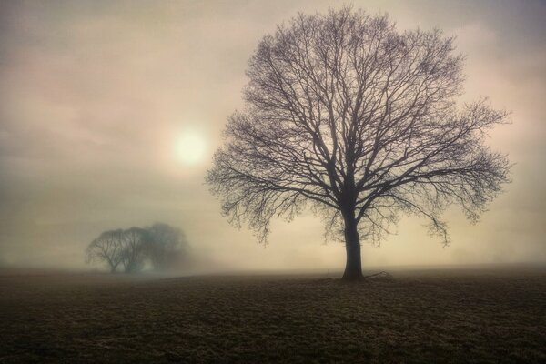 Mattina nebbiosa. Alberi nel campo