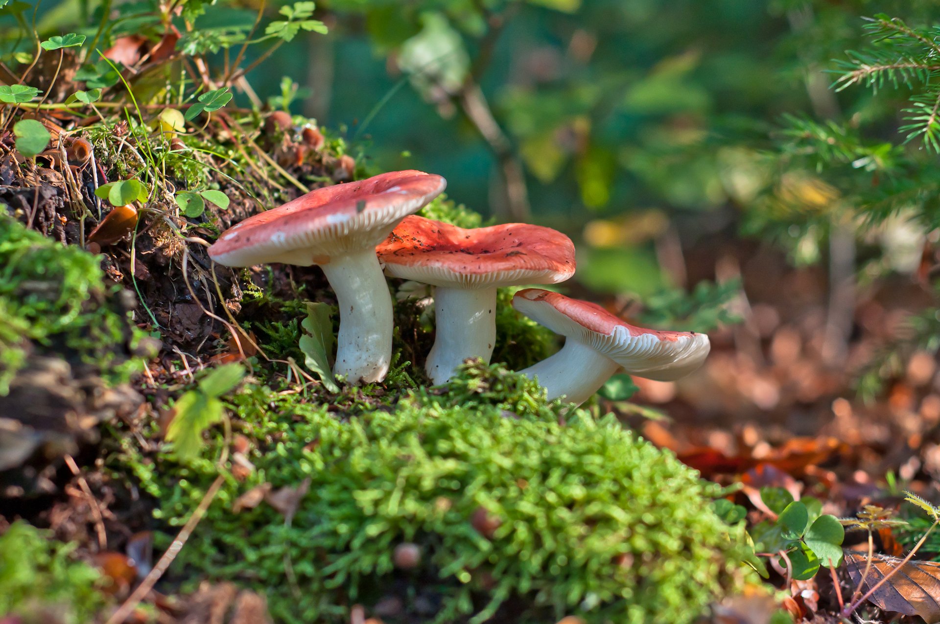 russula funghi macro