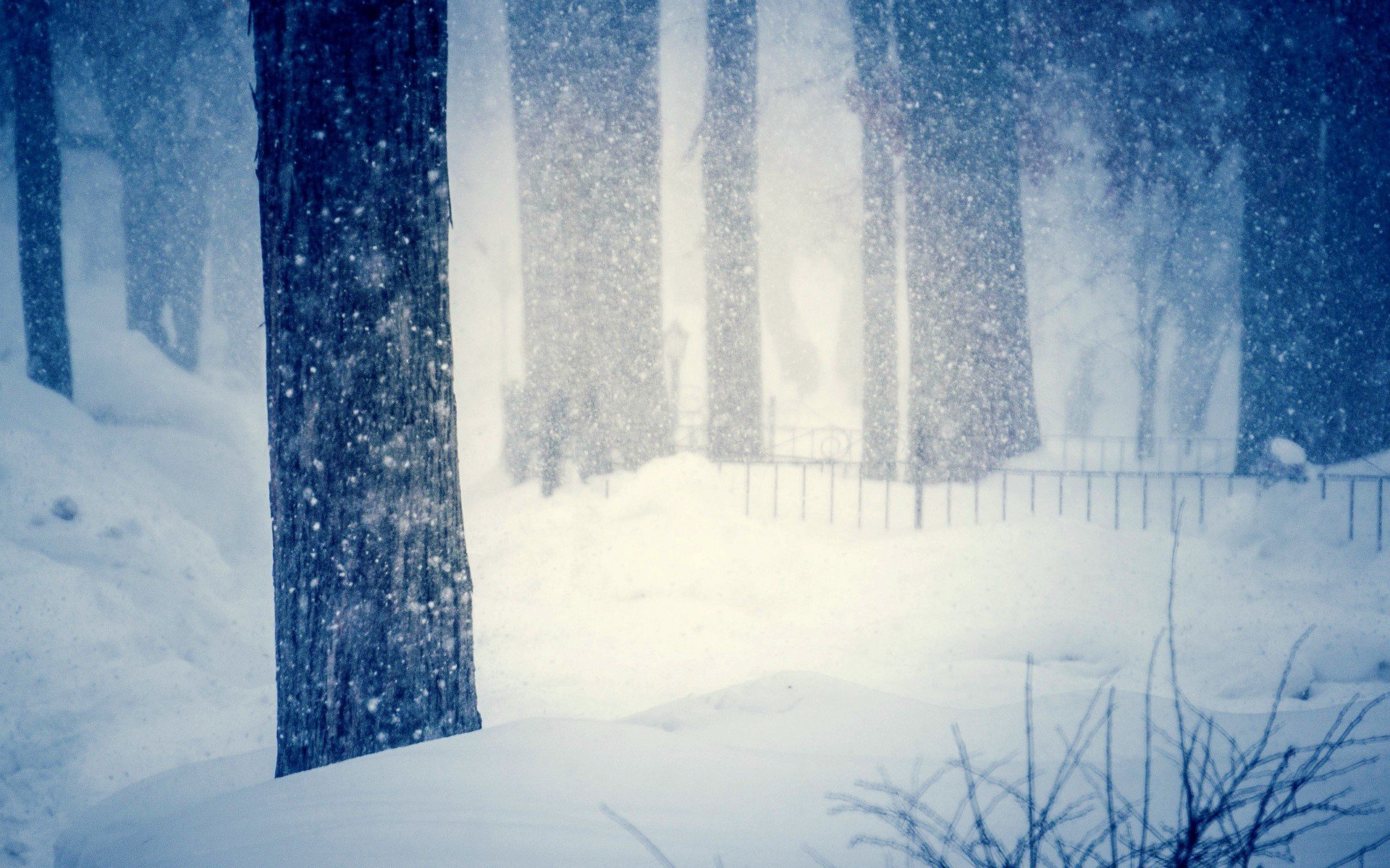 natura albero alberi inverno neve fiocchi di neve freddo sfocatura derive inverno sfondo carta da parati widescreen schermo intero widescreen widescreen