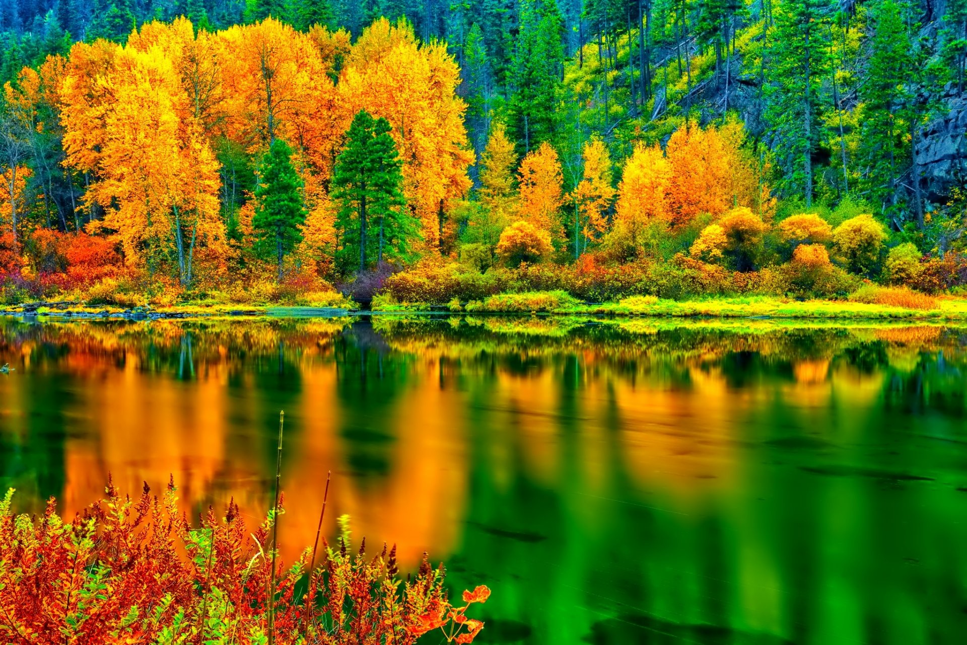 foresta pendio alberi autunno riflessione lago