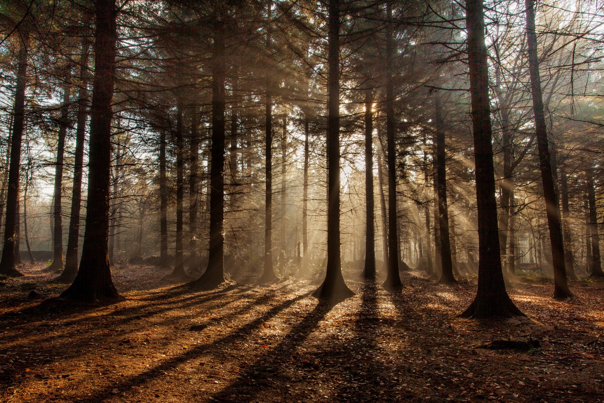 foresta autunno sole raggi ombre