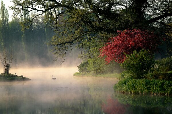 I cigni galleggiano lungo il fiume nella nebbia