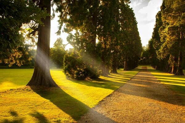 Vicolo degli alberi per una passeggiata nel parco