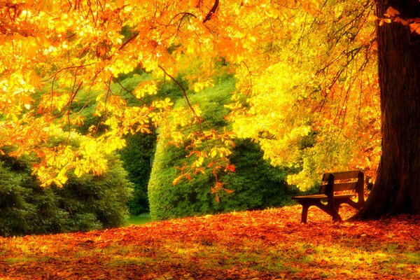Panchina per rilassarsi nella foresta autunnale