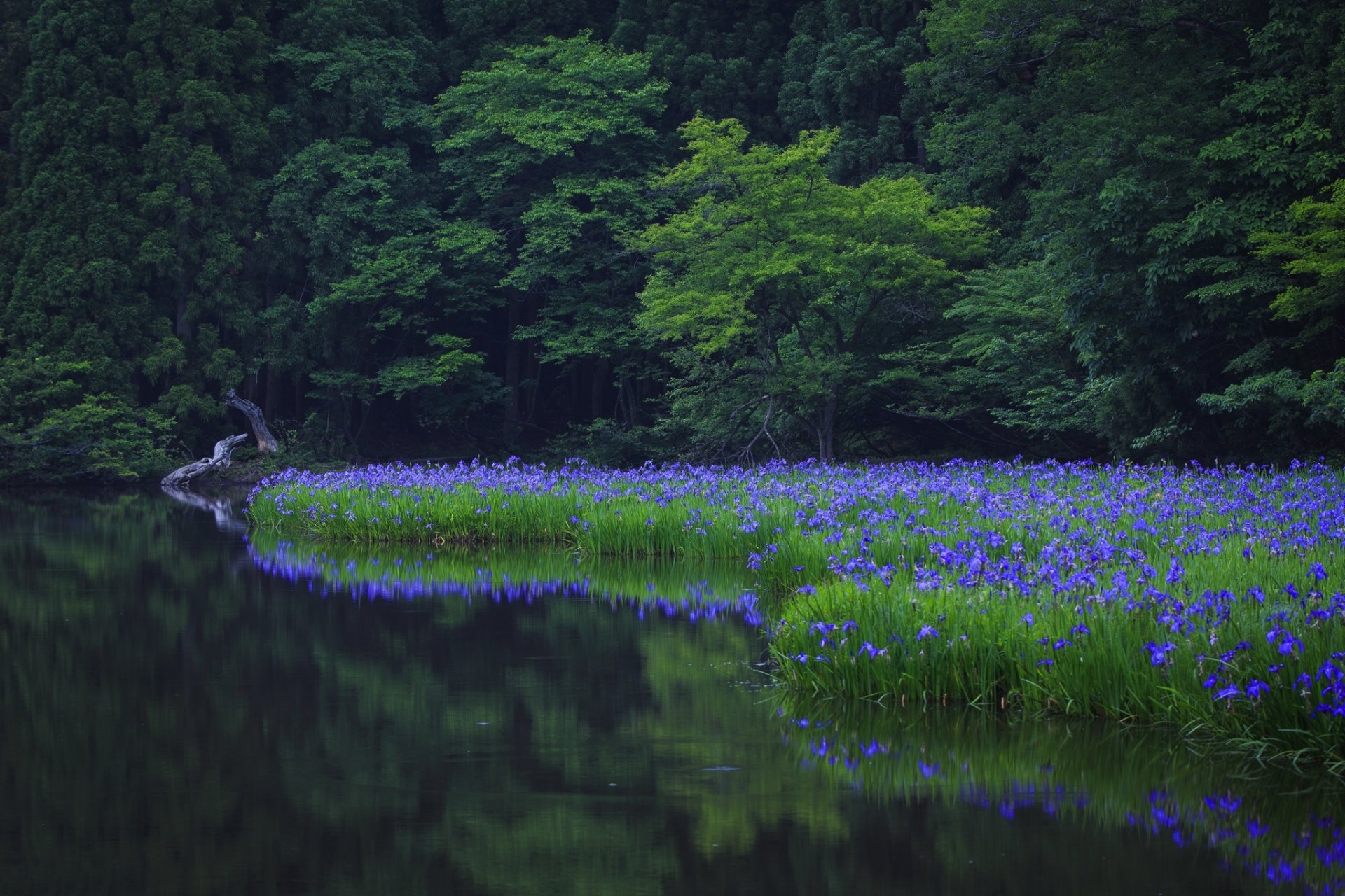 natura albero alberi verde parco acqua riflessione erba fiori verde