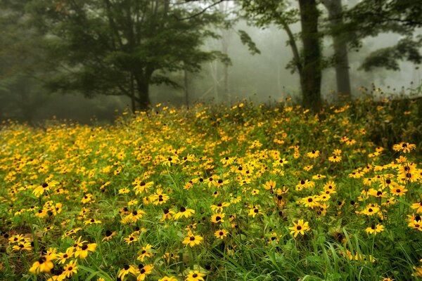 Campo abbondantemente fiorito di fiori gialli