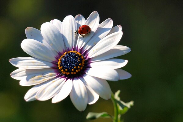 Sui petali del fiore coccinella