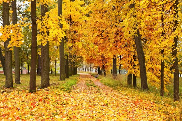 Foglie d autunno degli alberi nella foresta