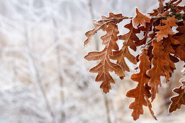 Fogliame di quercia marrone su sfondo invernale
