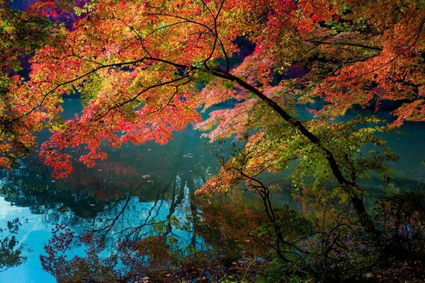 Autunno multicolore in foglie cremisi