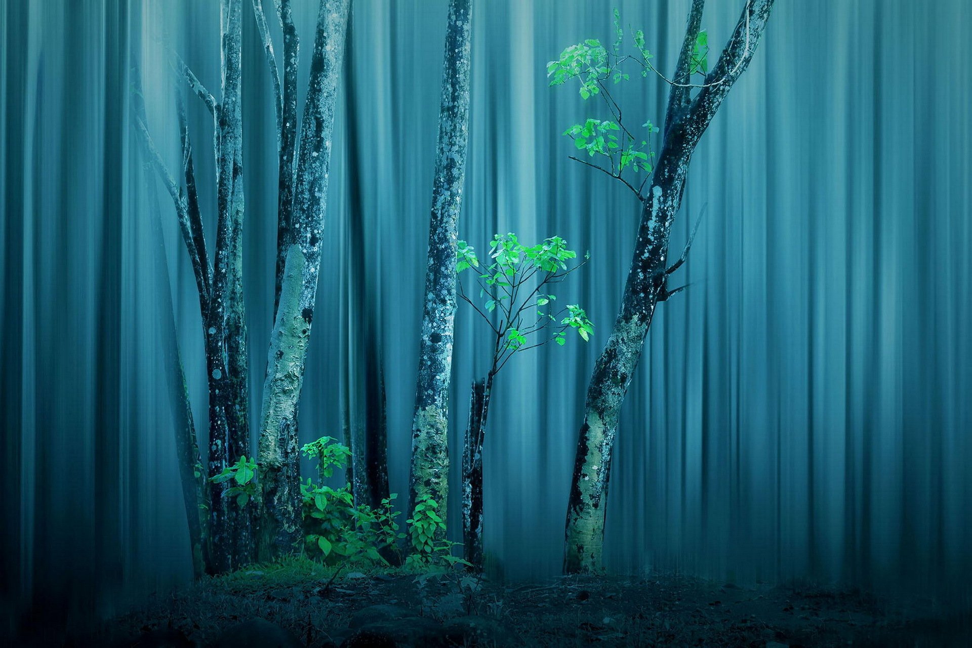 foresta alberi lavorazione