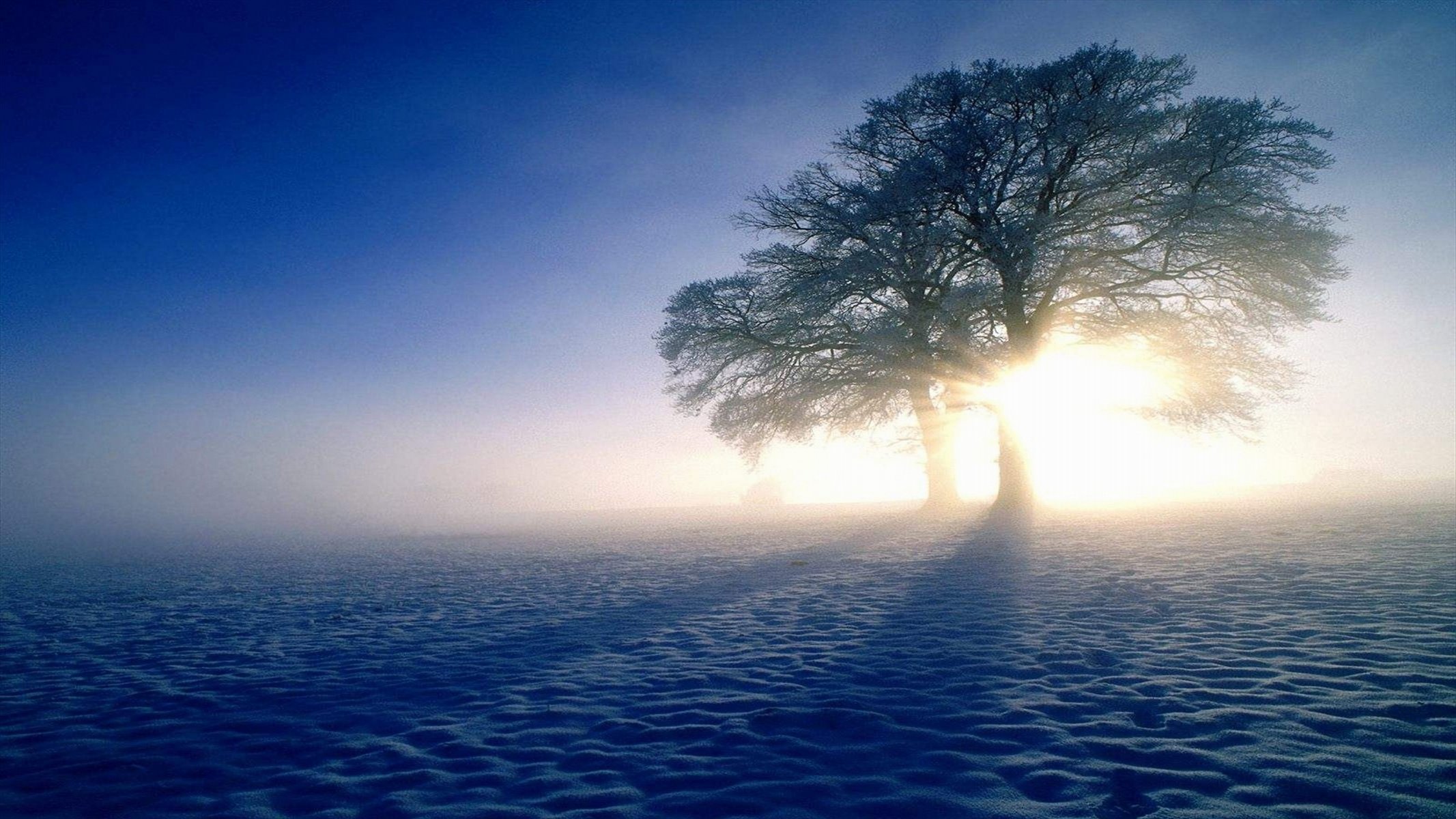 neve inverno alberi sole