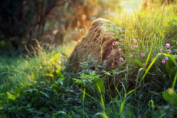 Erba e fiori al mattino d estate