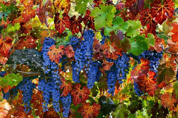 Un tripudio di colori vivaci. Uva succosa e foglie variegate