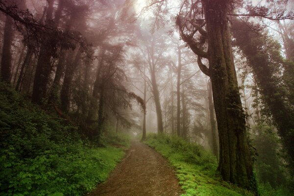 Strada nella foresta estiva nella nebbia