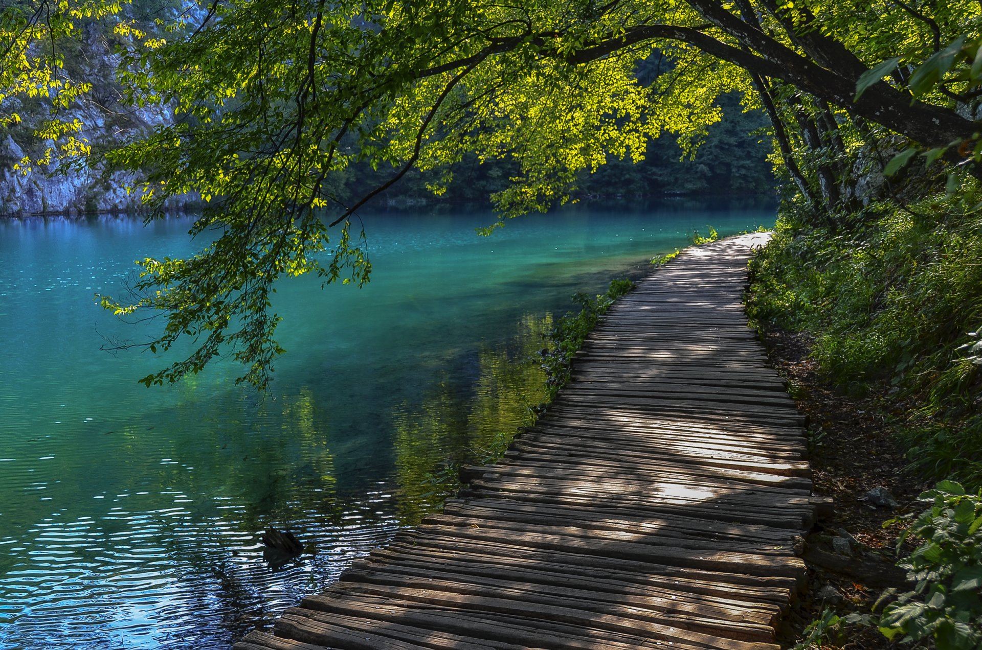 croazia laghi di plitvice albero sentiero deposito acqua estate