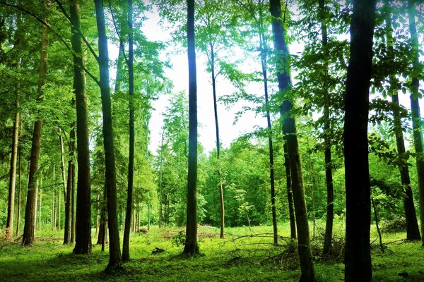 Gioco di verde nella foresta estiva