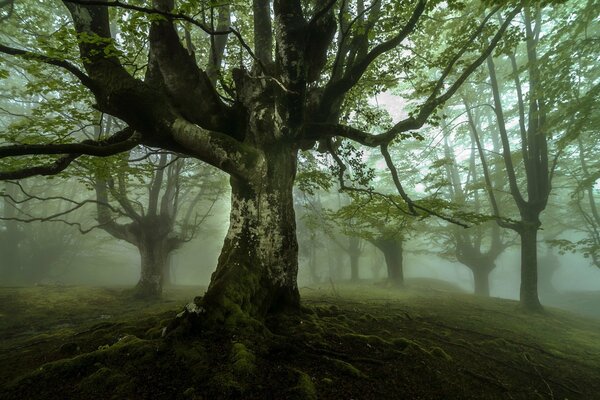Foresta cupa nella nebbia