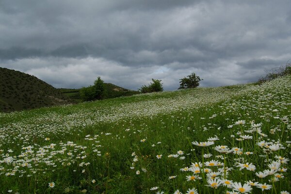 Bellissimo campo di margherite prima della pioggia