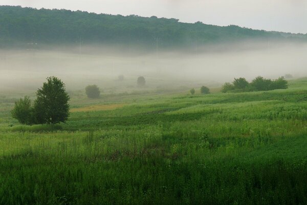 Pianura verde ricoperta di fitta nebbia