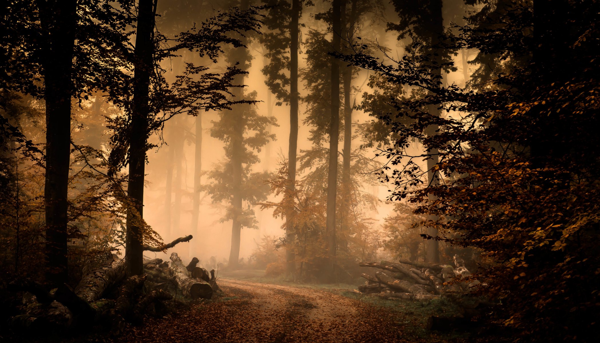 foresta nebbia autunno