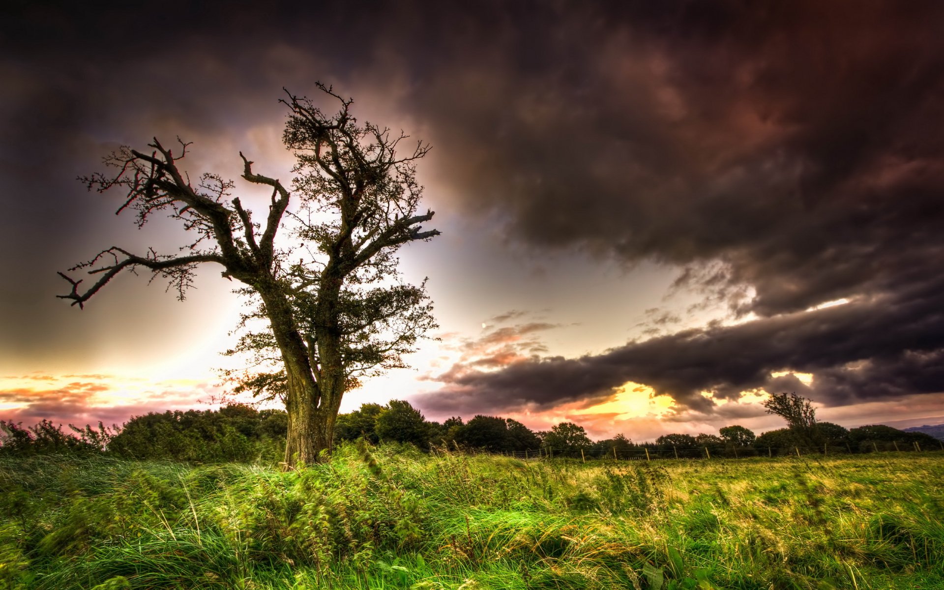 albero cielo campo paesaggio