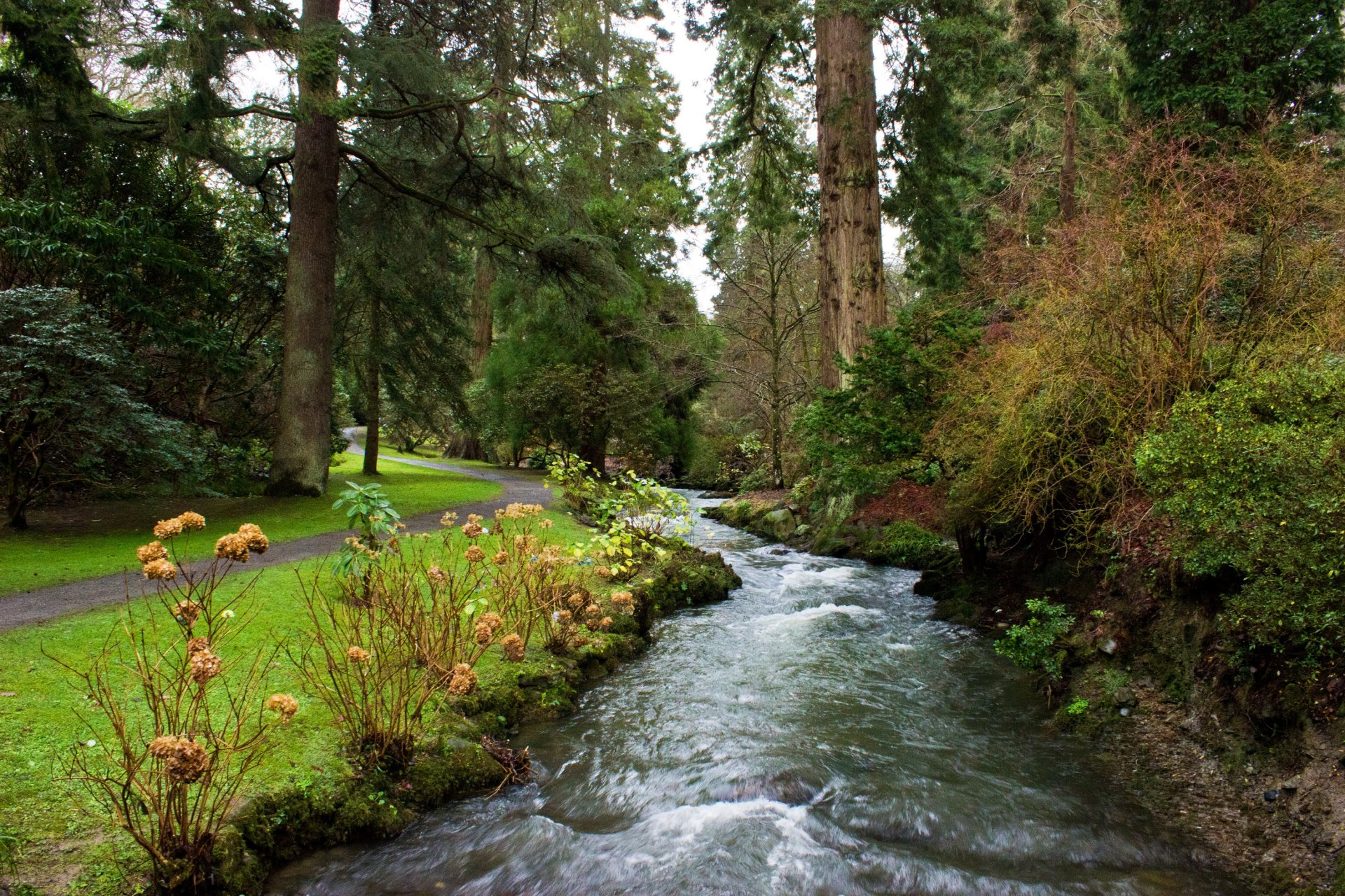regno unito parco alberi sentiero ruscello corrente