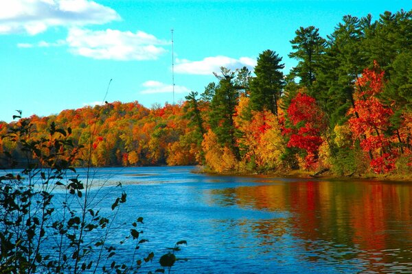 Foresta autunnale vicino al lago