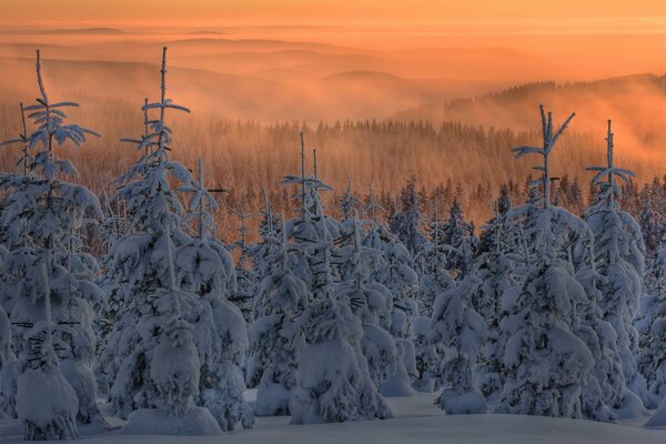 Alberi di Natale nella neve. La nebbia scende. Cielo di bel colore
