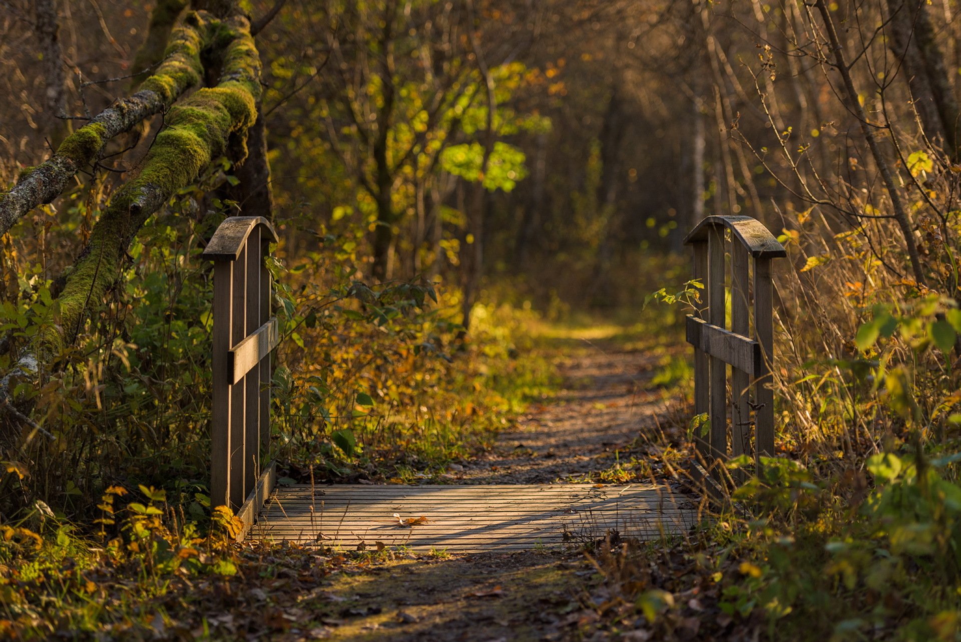 ponte natura autunno