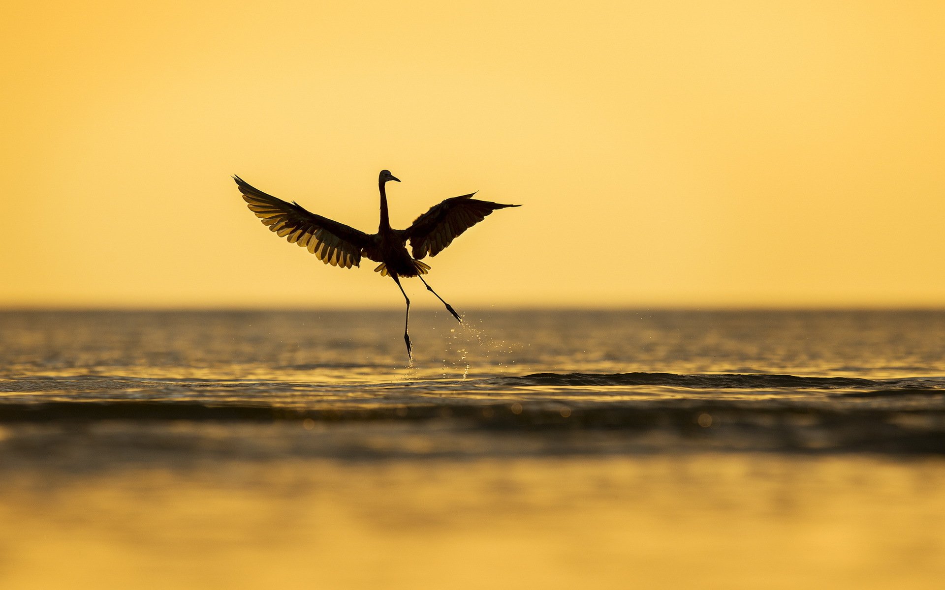 uccello mare natura