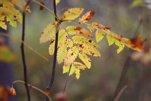 Foglia d autunno intagliata gialla nella fotografia macro