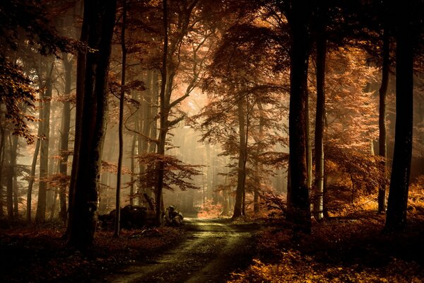 La strada attraverso la misteriosa foresta autunnale