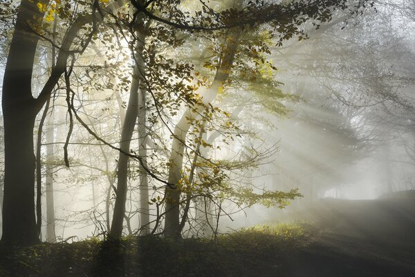 Nebbia mattutina nella foresta all alba