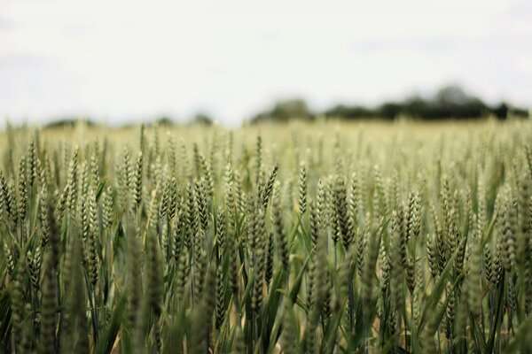Le spighe di grano maturano in estate