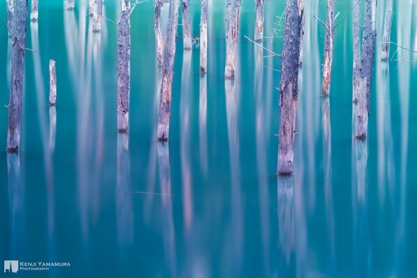 Alberi in un lago da un fotografo giapponese