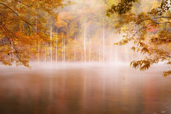 Nebbia strisciante al mattino presto nella foresta più spesso sul fiume