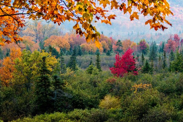 Alberi foresta foglie autunno