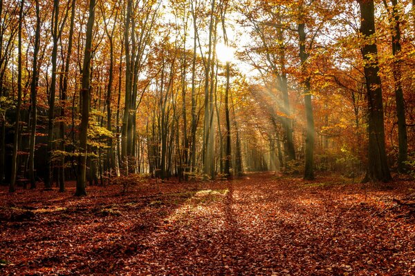 L autunno d oro è arrivato