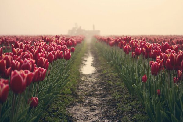 Strada nel campo con tulipani Bordeaux