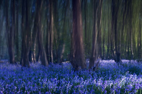 Una radura di campane blu nella foresta