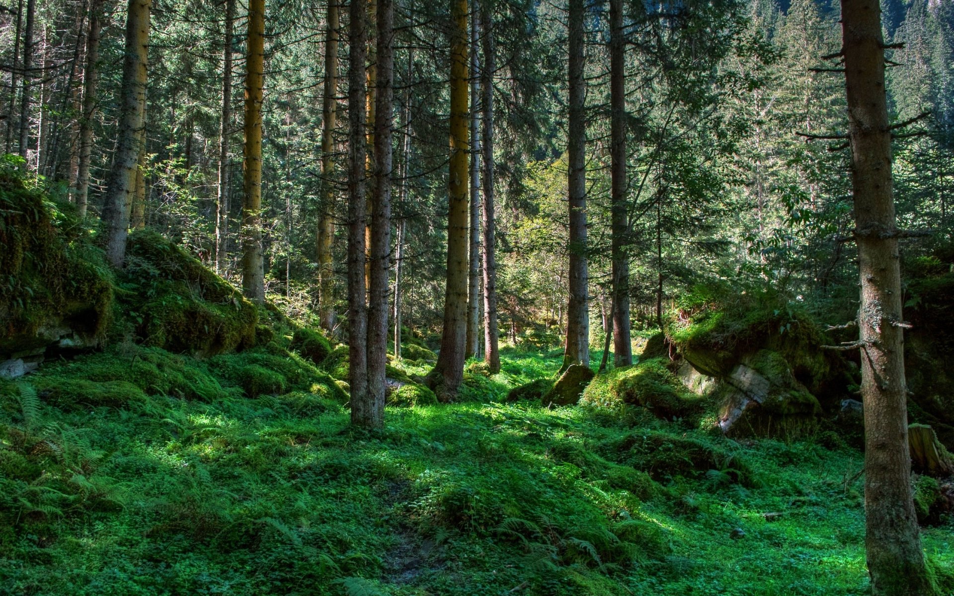 foresta alberi verde muschio pietre